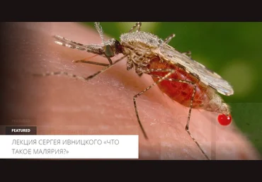 Архэ Сергей Ивницкий - Человек и паразиты — эволюция противостояния. Происхождение малярии 2023 слив
