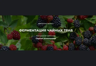 Cергей Апполонов Ферментация чайных трав 2022 слив