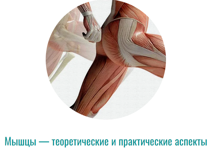 Массажная школа Елены Земсковой Константин Берман - Мышцы — теоретические и практические аспекты слив курса