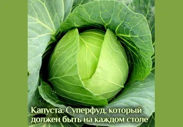 Катя Янг Капуста: суперфуд, который должен быть на каждом столе 2024 слив