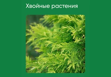 Анна Акинина Школа нетипичного фермера Хвойные растения 2024 слив