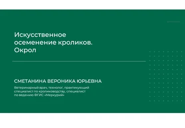 Вероника Сметанина Искусственное осеменение кроликов. Окрол 2024 слив