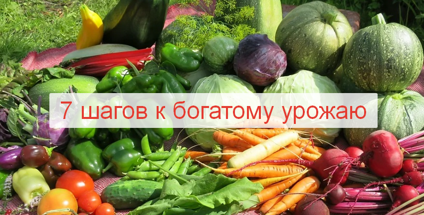 Алёна Волкова Алёнин сад 7 шагов к богатому урожаю 2023 слив курса