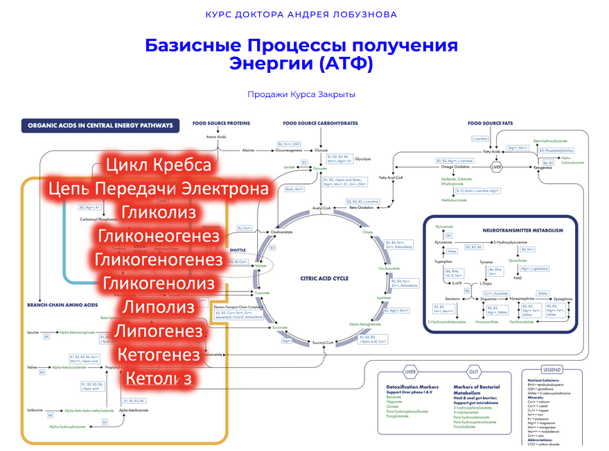Андрей Лобузнов Базисные процессы получения энергии АТФ 2024 слив курса