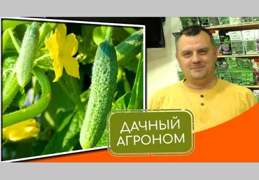 Дачный агроном Огуречный Курс 2022 слив