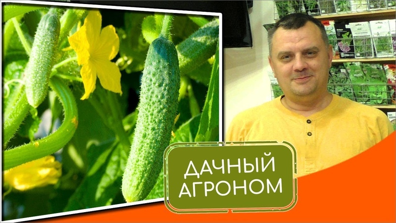 Дачный агроном Огуречный Курс 2022 слив курса