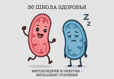 Галина Гарбузова Митохондрии и энергия — биохакинг старения. 36 поток. Тариф Базовый 2025 слив