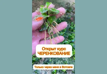 Ева. Сад своими руками Черенкование 2023 слив