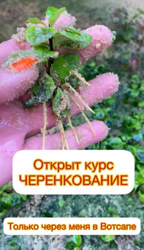 Ева. Сад своими руками Черенкование 2023 слив курса