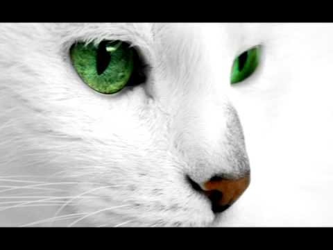 Лечебный кот - Россоловски слив курса